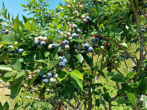 とれたて冷凍！ニキブルーベリー500g×2p