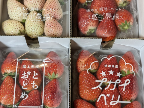 【食べチョク限定】摘みたて直送！ミルキーベリー入り！とちぎのいちご4種詰め合わせセット（4パック）（260ｇ×4パック）【いちご食べ比べ】