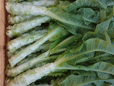 コリコリ食感！『茎レタス』※5kg以内（80サイズを）　レア野菜・乾燥させたら山くらげ