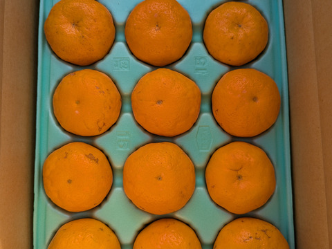 ぷりぷり！はるみ　和歌山みかん　秀品　15個入り　贈答用