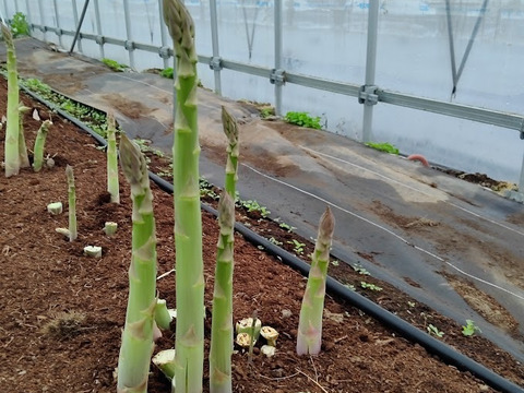 アスパラガス専門農園が作ったアスパラガスペースト