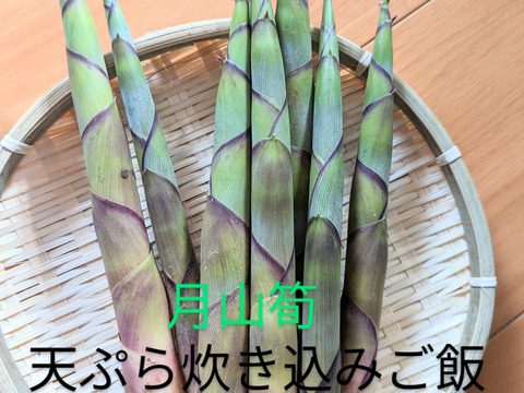 【天然山菜】月山筍セット　1.5キロ【朝採り】