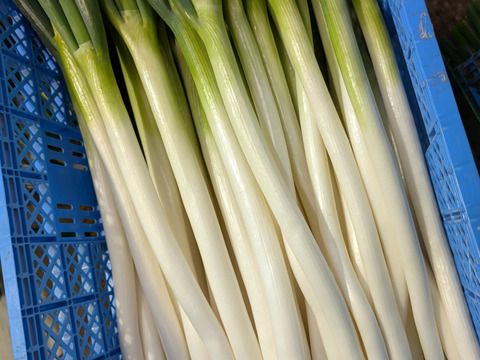 柔らかく甘い！付き白ネギ　3ｋｇ　10本～20本