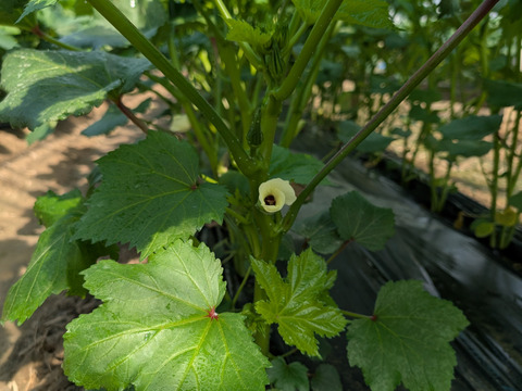 【新鮮朝採れオクラ100本】熊本県産｜HANA FARM