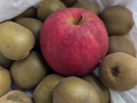 【お得用】キーウィ ・レインボーレッド　1.5kg