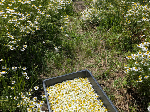 香り豊かなカモミール ドライ 18g