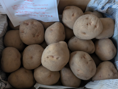 【２月予約】【贈答用】氷温熟成ジャガイモ「キタアカリ」　Lサイズ5㎏