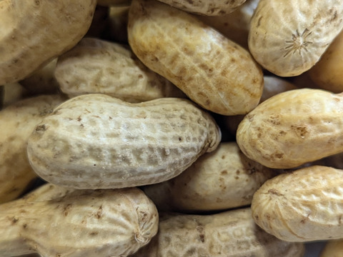 【今が旬♫】落花生　“おおまさり” 1500g from 名水の里　秦野