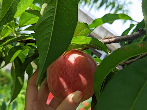 スムージーにぴったり！フルプロ農園の【冷凍もも】1kg (200g×5袋) 信州桃を凍らせてみました#NKF00010