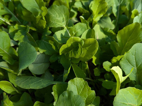 【1Kg】ごまの風味が特徴！！茨城県産ルッコラ（ロケット）