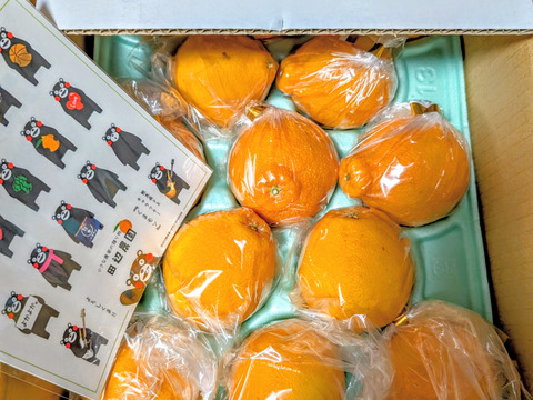 ちょーかわいい不知火デコ柑約2,2キロ小玉