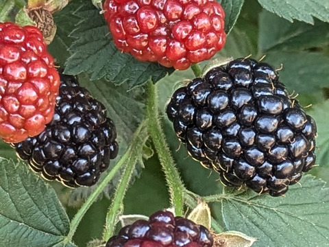 志保　冷凍ブラックベリー3,600g blackberry-2p.jpg