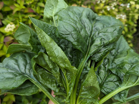 新玉ねぎ＆新にんにく入り！日常使い野菜5点セット【農薬化学肥料不使用】