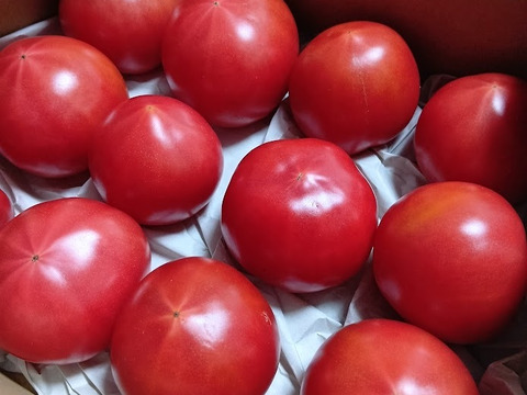 「王様トマト」の試験販売にご協力お願いします。約１.８ｋｇ箱・品種名：「ごほうび」