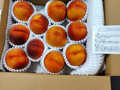 クセになる食感！早生ワッサー 家庭用 約2.4kg（10～13玉）【朝どれ