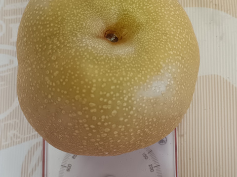 果汁たっぷり糖度13以上美味しい
大きな豊水梨 3個入り