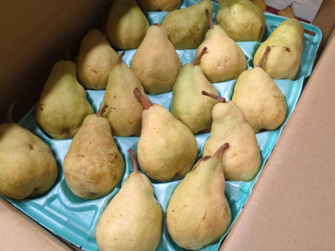 信州産　ル・レクチェ　ルレクチェ　約5kg（10～20玉）　洋ナシ　西洋なし