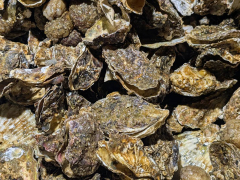 【1口500円】令和7年10月 牡蠣大量死 生産者応援チケット