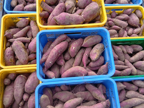 高原で育ったさつまいも《べにはるか》５ｋｇ