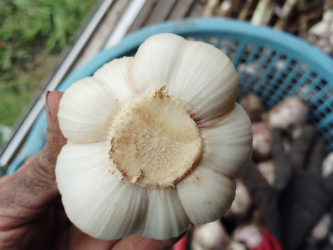 訳あり】北海道十勝産にんにく1kg（20〜25玉）：北海道産の