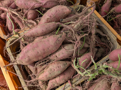 【ほくほく・ねっとり食べ比べ】　栗かぐや＆安納芋　ご家庭用　4kg