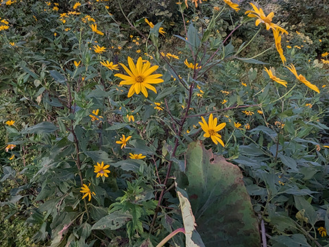 【予約増量♫】健康を気遣うあなたへ　菊芋　1000g→1050g  from 名水の里　神奈川県秦野市