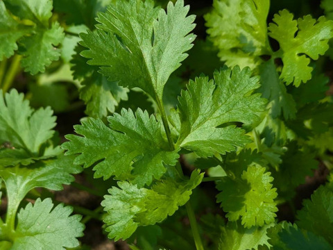 【60g×3束】通年栽培！！今朝獲れ新鮮パクチー(*☻-☻*)