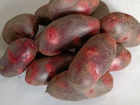 【随時出荷！】デストロイヤーたっぷり５キロ　ねっとり濃厚なじゃがいも〜雪室熟成〜別名グラウンドペチカ