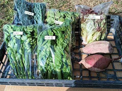 超新鮮!朝採り!珍しい野菜含む旬野菜ガチャ9連〜10連