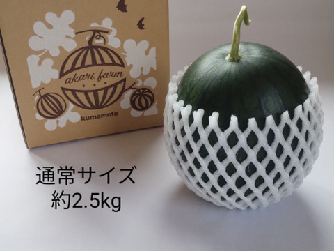 【化学肥料不使用】シャリっとジュワッと、小玉スイカひとりじめボンボン１玉入り（約2.5㎏前後）【父の日ギフト】