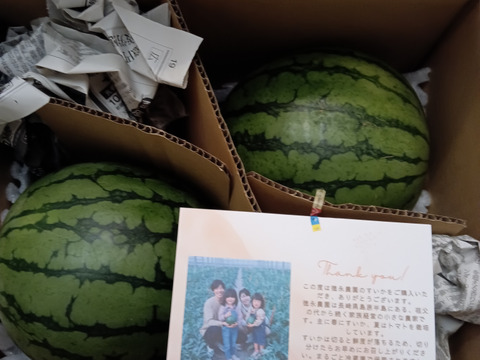タネまで食べられる！小玉スイカピノガール！(2玉/3.5〜4キロ)