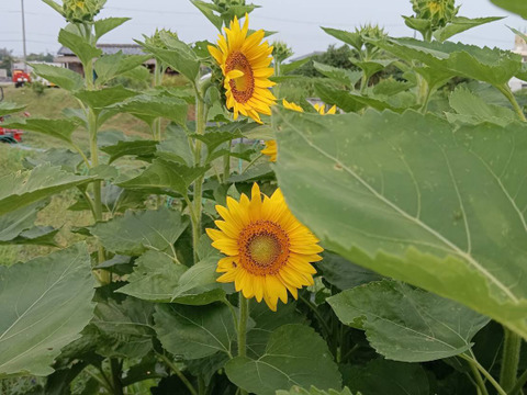 自然栽培なす　焼き茄子、正直とろけます！【予約販売開始　数量限定】自然栽培★希少固定種 在来種専門農家（ Awaji369farmからお届け）農薬不使用　無肥料栽培【淡路島産　固定種　なす1.5kg】
