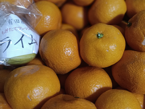 蔵で少しねんねしてもらった　向山中生みかん　１．２級こみこみ　9ｋｇ