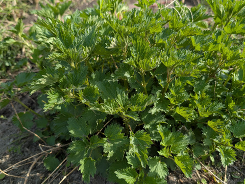 ハーブで健康生活 ネトル フレッシュ 150g
