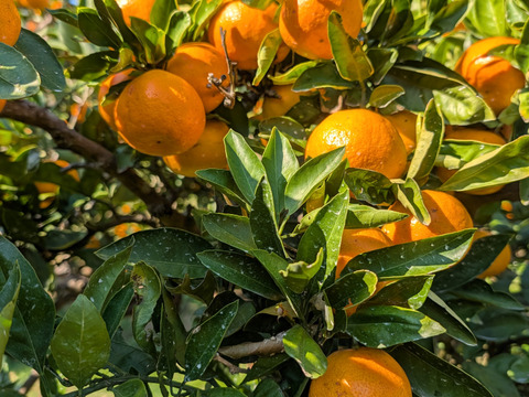 【味に自信あり：数量限定】甘味と酸味のバランスがとれたまる美農園の濃厚早生みかん（5㎏）