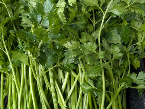 イタリアンパセリ　フレッシュ　100g
