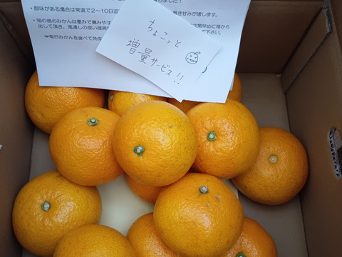 木なり八朔【SM混合】5kg（箱込)