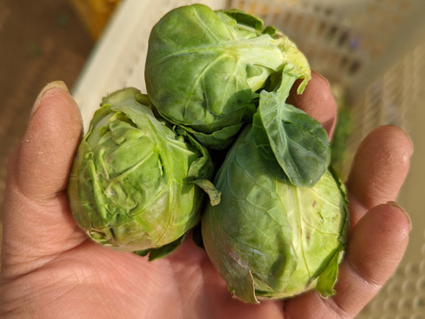 【予約増量(^^♪】"株ごと芽キャベツ"　おうちで収穫体験！(2株)＋おまけ野菜1つ　 from 名水の里　神奈川県秦野市