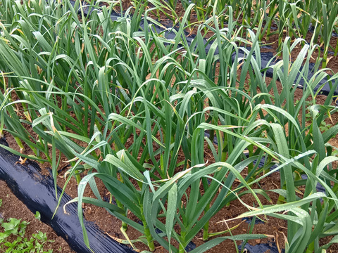 今が旬！ホワイト6片　にんにくの芽1kg　栽培中・化成肥料農薬不使用