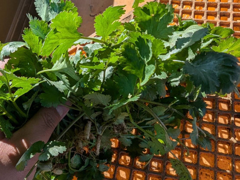 【1kg】露路栽培！！強烈な匂いの小ぶりな今朝獲れ新鮮パクチー(*☻-☻*)