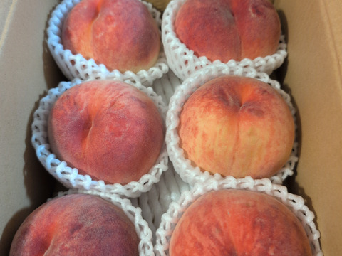 運命の出会い⁉️【67品種の桃を栽培】品種は何が届くかお楽しみ！白桃1.5㎏