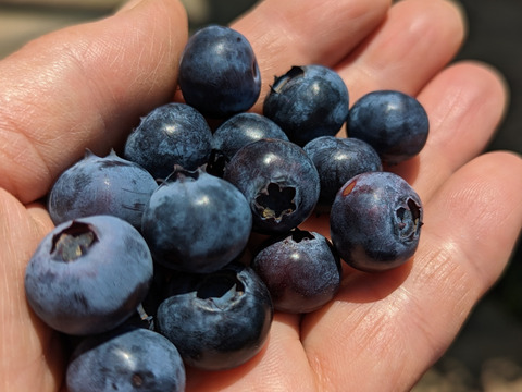 【パリｯ！プリｯ✨】ユーリカ
400g  間もなく終了