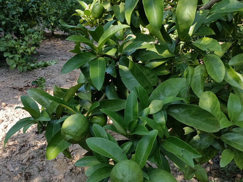 防腐剤、ワックス不使用　皮ごと使用  広島県産綺麗な種無しレモン 璃の香 　   ２ｋｇ(約14個入）