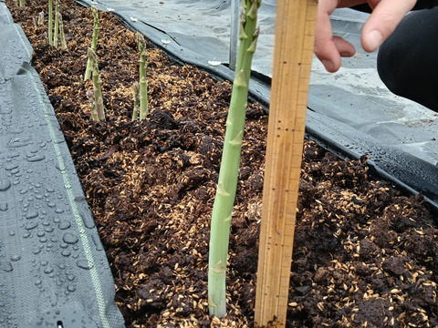 鮮度抜群！グリーンアスパラガス500g