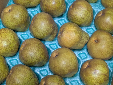 フードロスにご協力下さい‼️山形県産ラフランス【訳あり小玉5キロ】