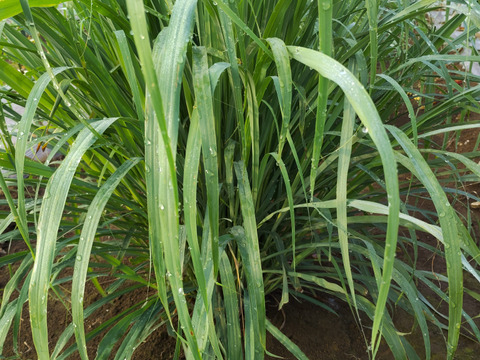 レモングラス フレッシュ 生葉 200g