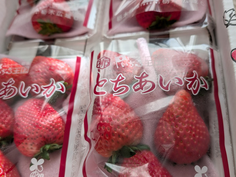 4P)約1kg【いちご・とちあいか】実がしっかりして酸味が少なく甘さが