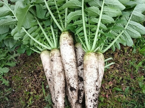 鮮度バツグン 旬の野菜セット80サイズ　６～８品種
