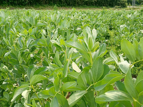 茨城県産 ソラマメ 三粒鞘 約4kg 鞘付 朝収穫して当日発送