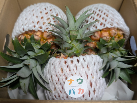 先行予約》『初ピーチの方に大好評!!』✨完熟ピーチパイン約1.2Kg(2〜3